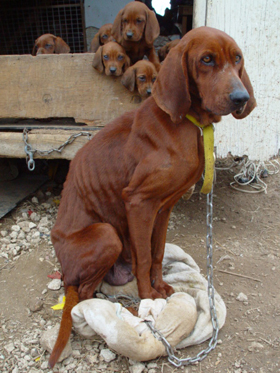 puppymill79