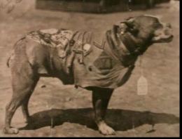 SgtStubby