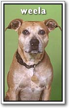 weela